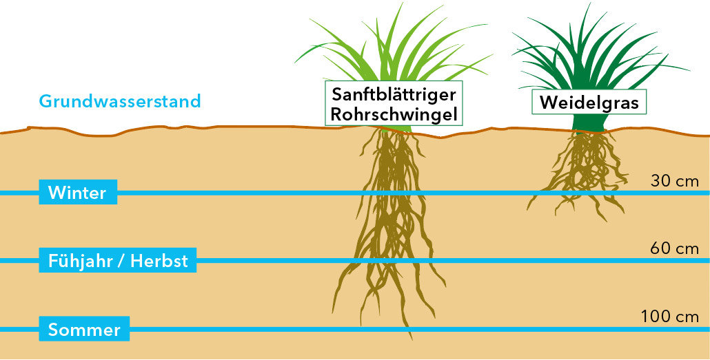 Wurzelbildung-im-Vergleich.jpg